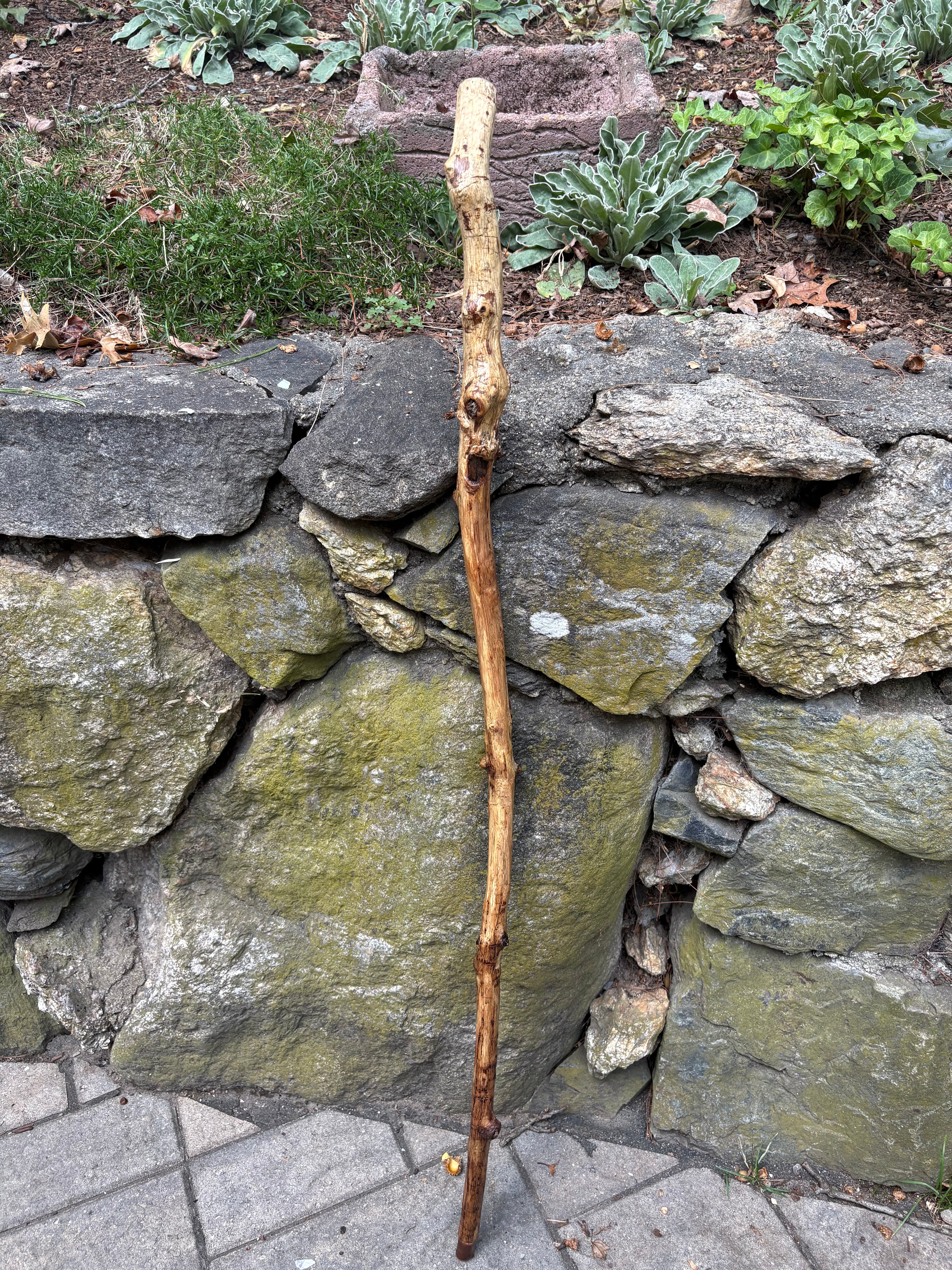 The Rot Walking stick