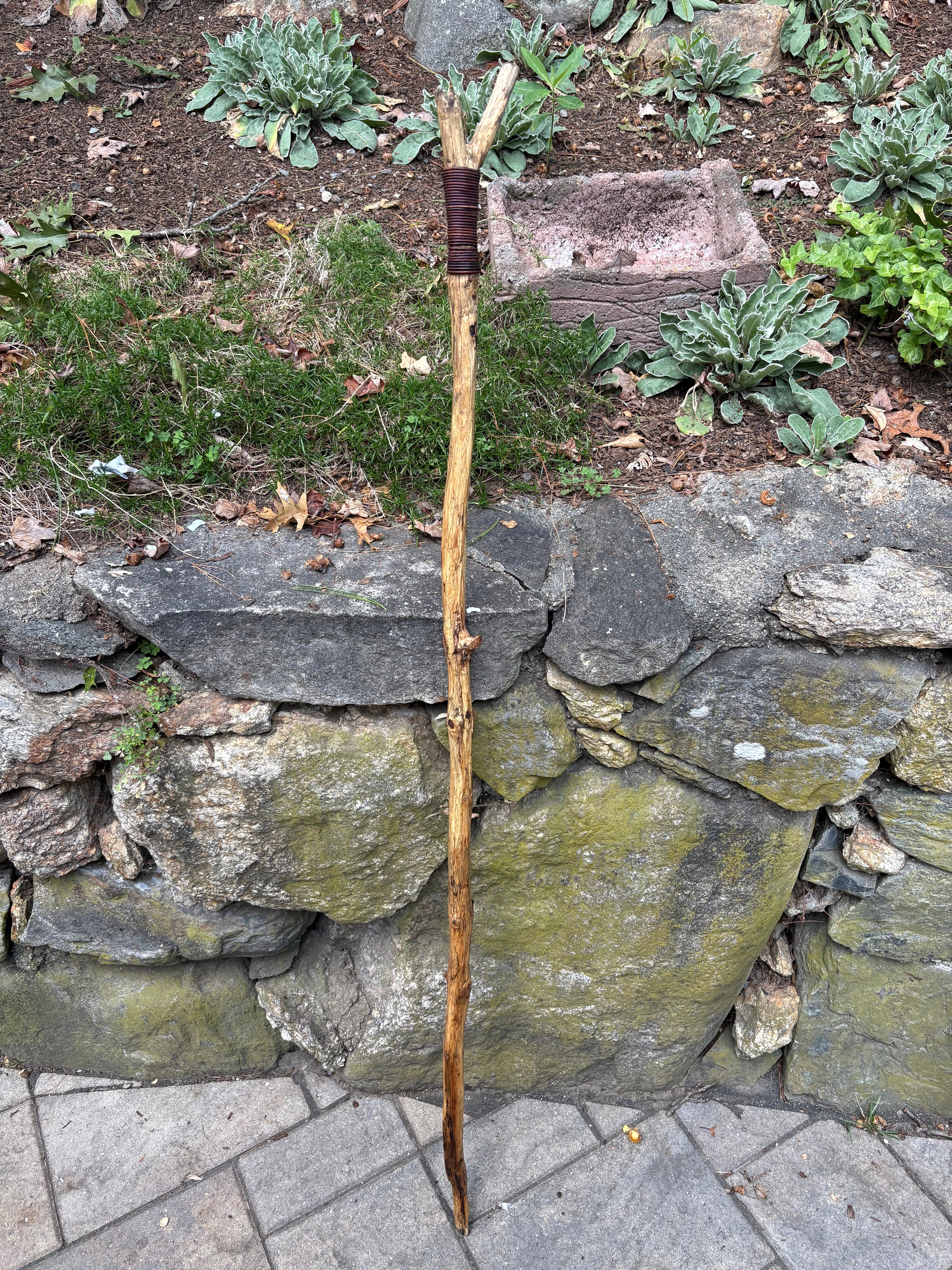 The grandfather Walking stick